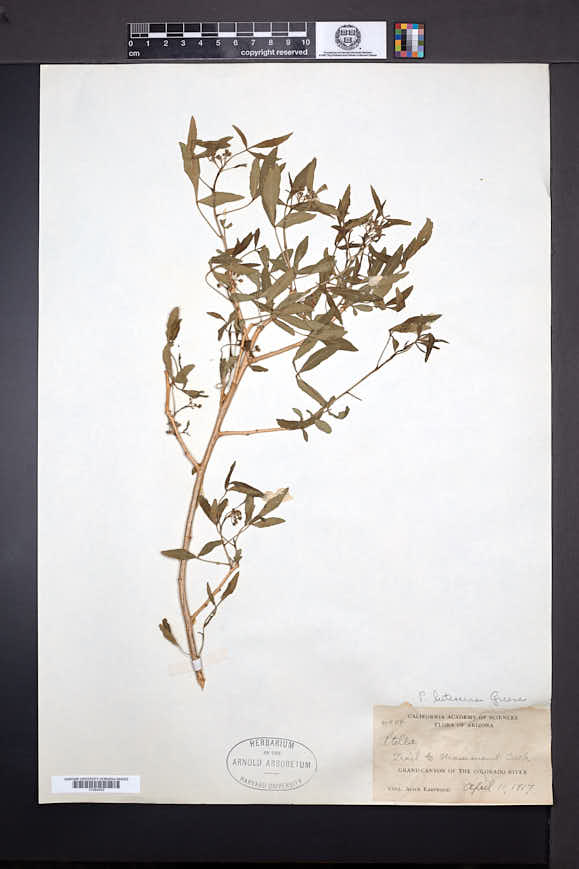 Ptelea trifoliata var. lutescens image