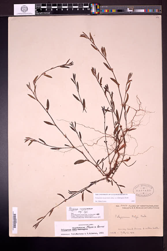 Polygonum oxyspermum subsp. raii image