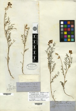 Astragalus sonorae image