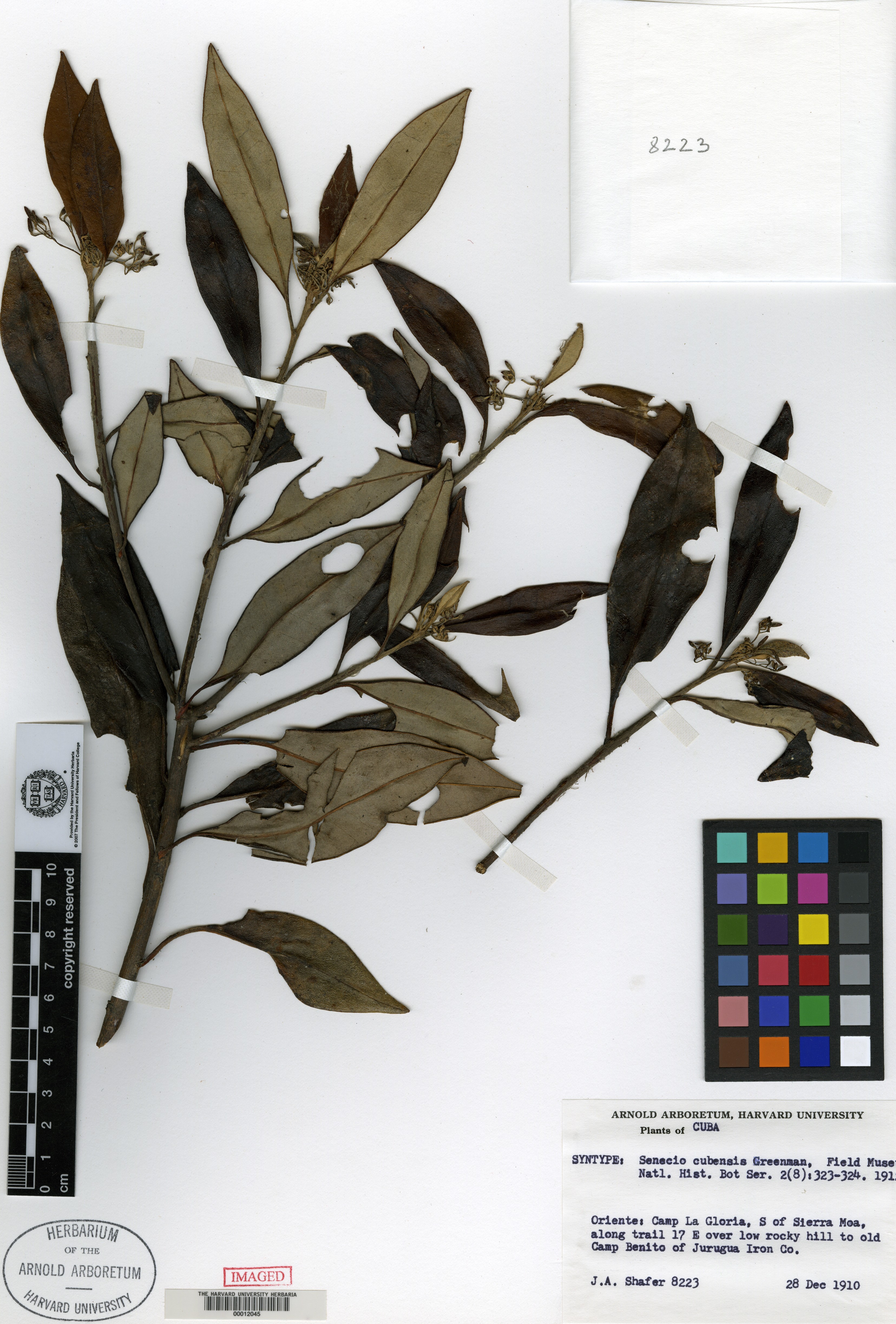 Antillanthus cubensis image