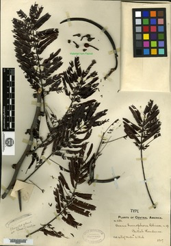 Acacia bucerophora image