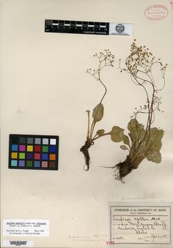 Saxifraga idahoensis image