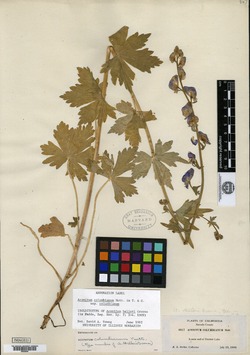 Aconitum helleri image