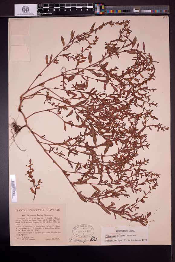 Polygonum aviculare subsp. boreale image