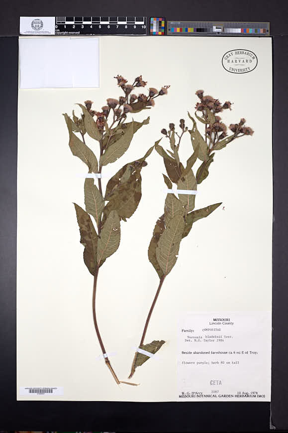 Vernonia baldwinii image
