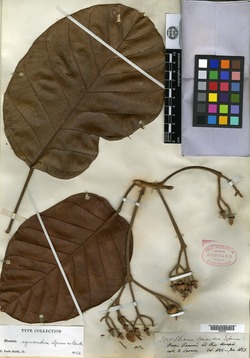 Sloanea synandra image