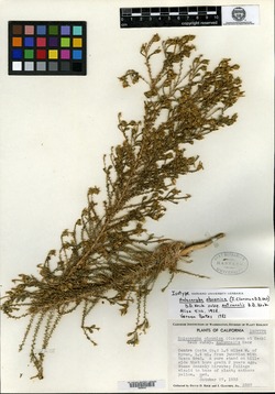 Holocarpha obconica subsp. autumnalis image