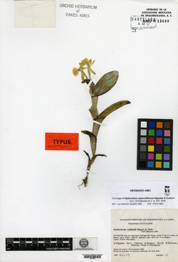 Epidendrum upanodifforme image