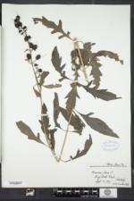 Aureolaria flava image