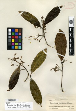 Barnhartia floribunda image