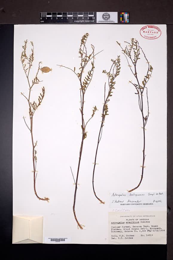 Astragalus lentiginosus image