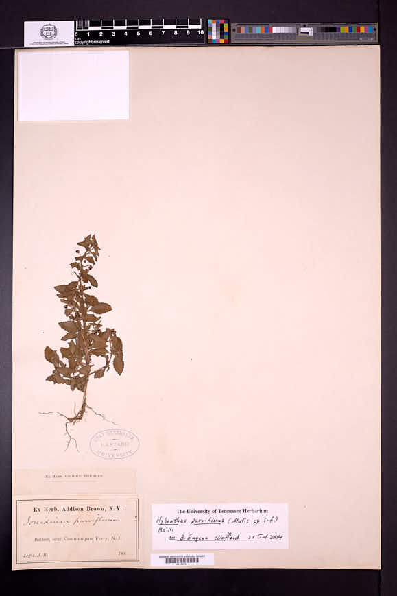 Hybanthus parviflorus image