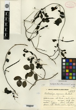 Chaetocalyx nigricans image