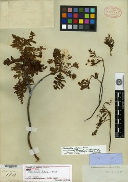 Chamaebatia foliolosa image