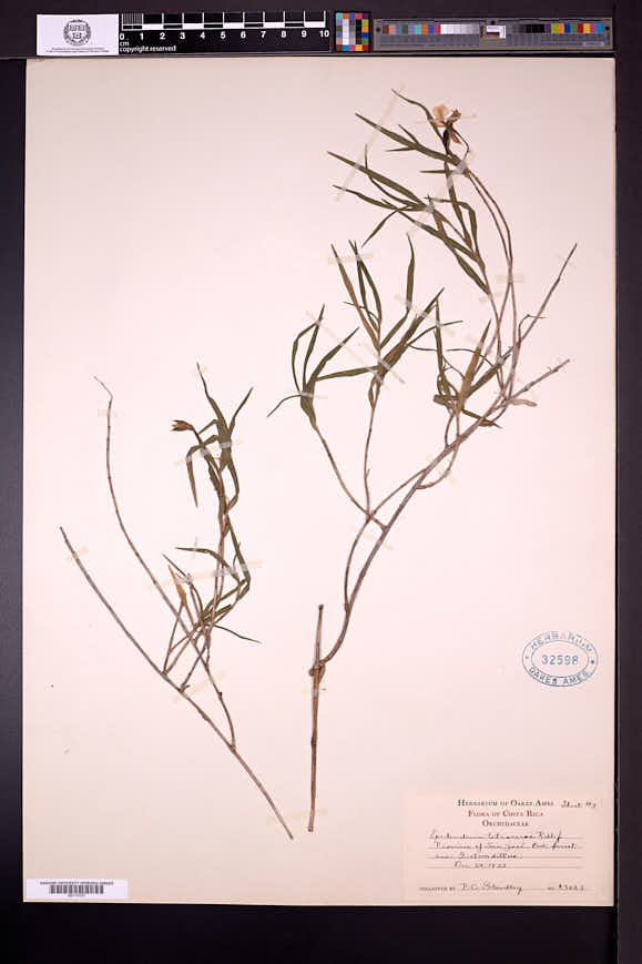 Epidendrum tetraceros image