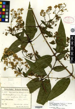 Mikania ferruginea image