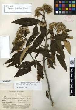Joseanthus trichotomus image