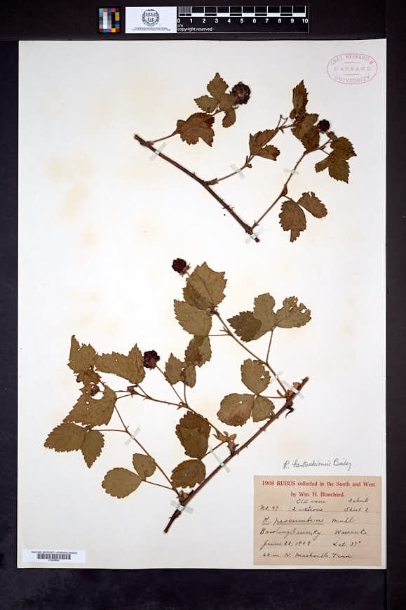Rubus kentuckiensis image