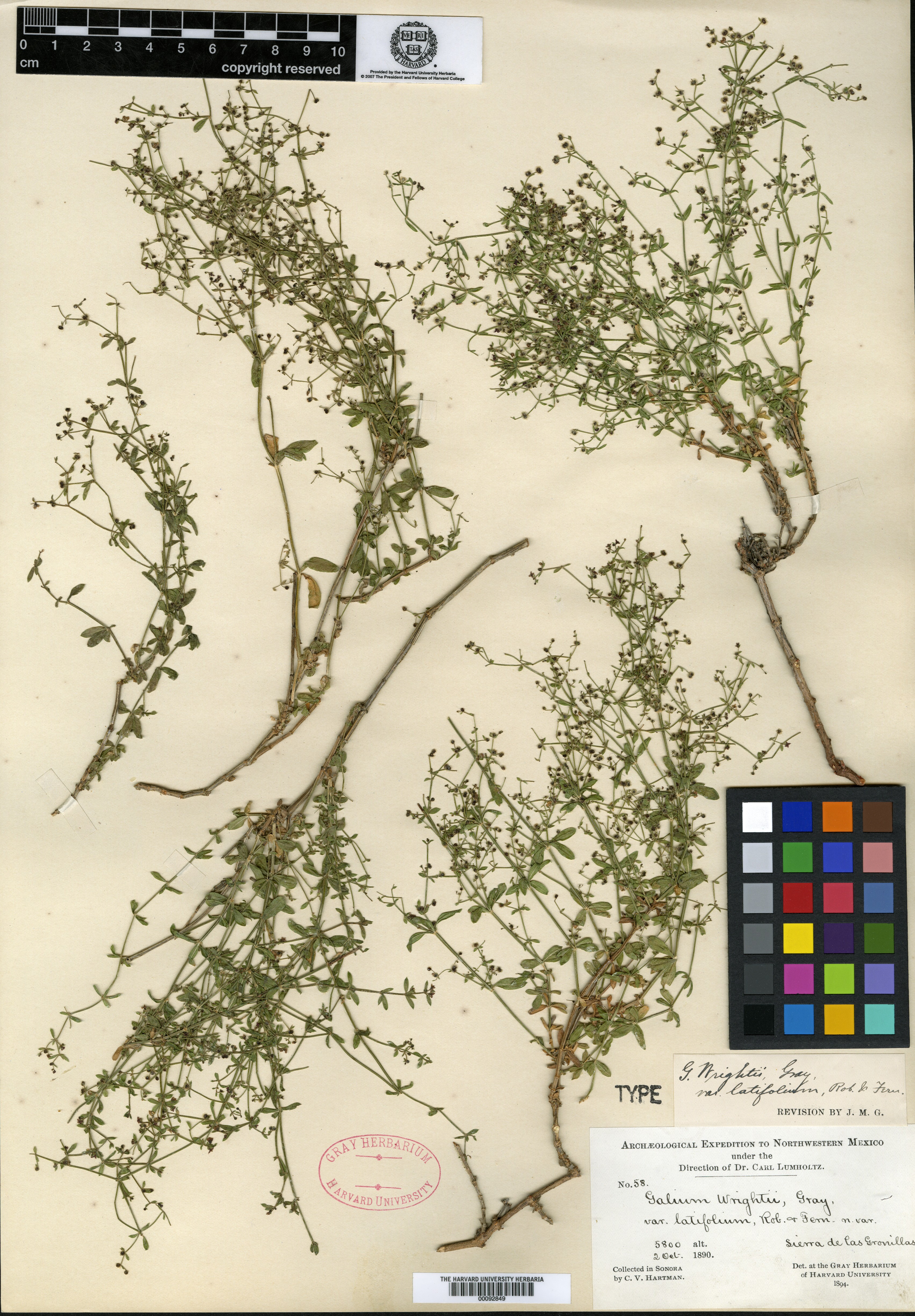 Galium wrightii var. latifolium image