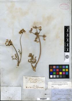 Cogswellia dasycarpa image