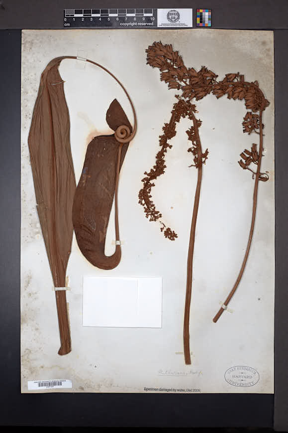 Nepenthes khasiana image