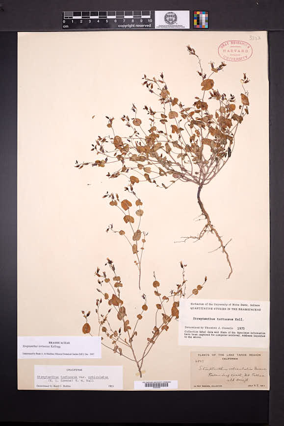 Streptanthus tortuosus image
