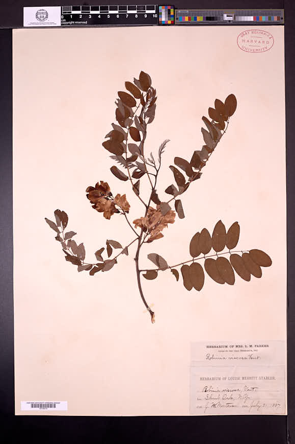 Robinia viscosa image