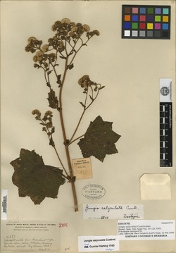 Jungia calyculata image