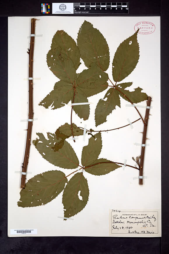 Rubus congruus image