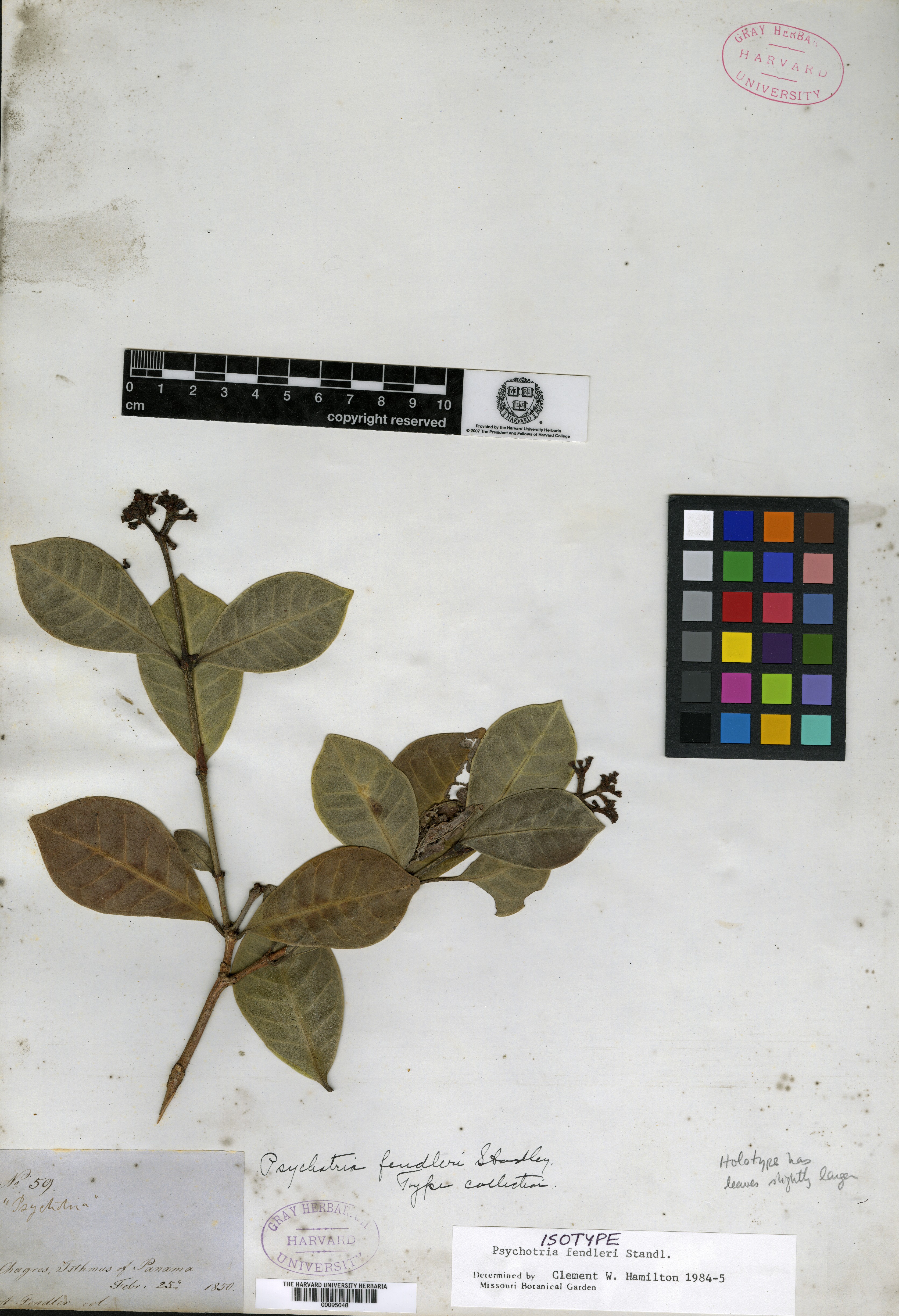 Psychotria fendleri image