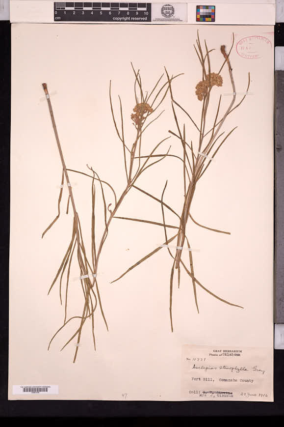 Asclepias stenophylla image