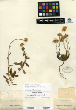 Erigeron sanctarum image