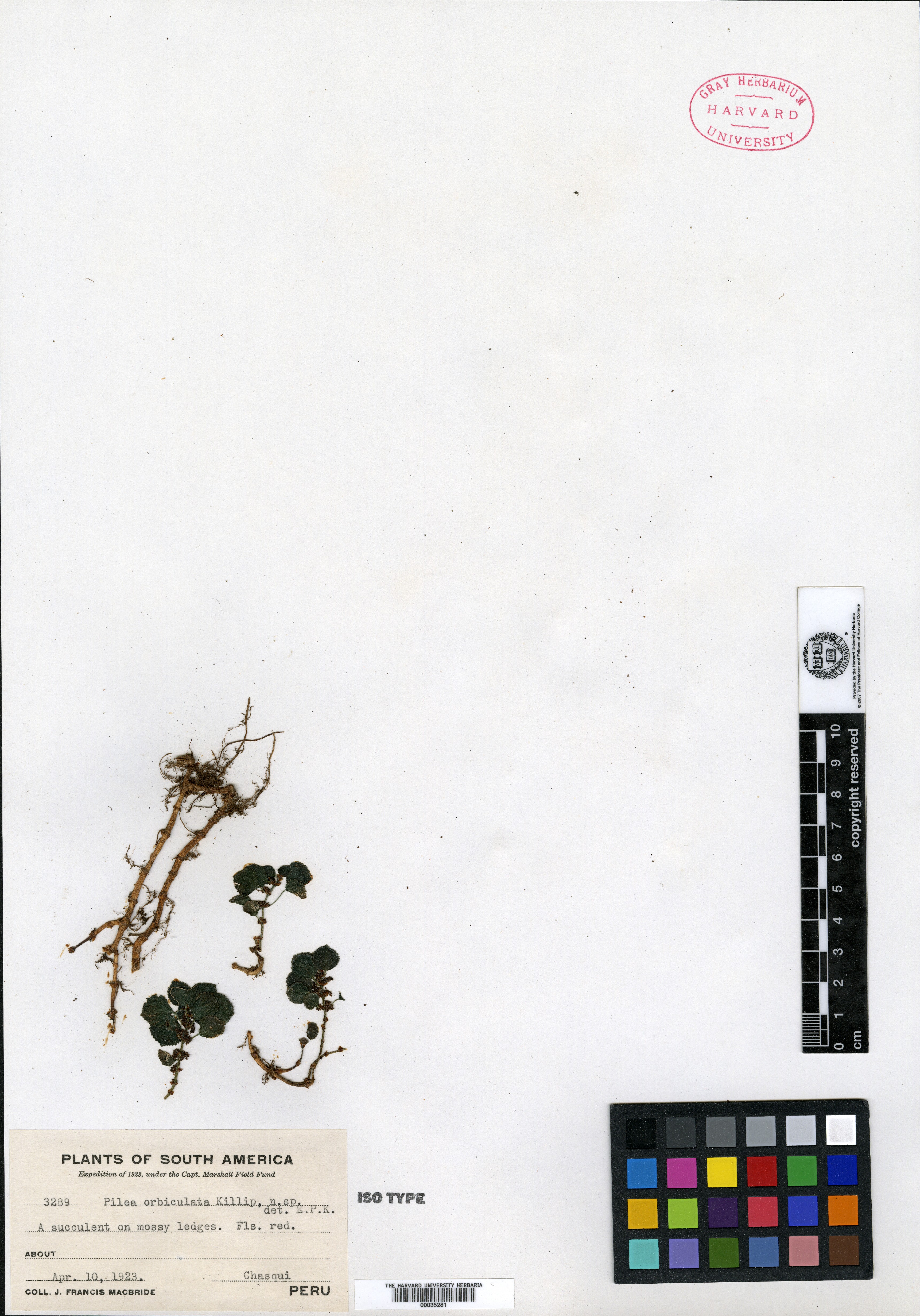 Pilea orbiculata image