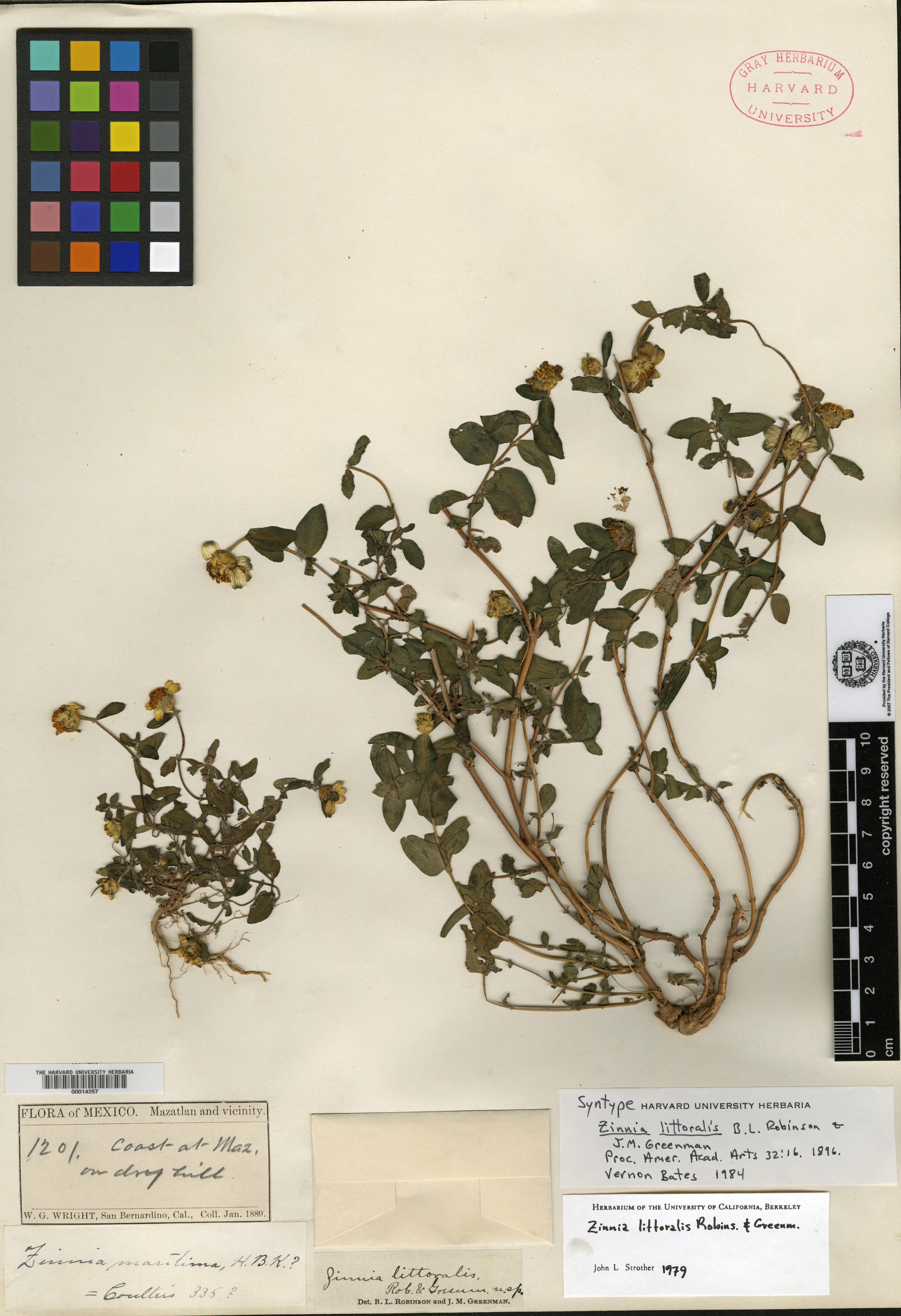 Zinnia angustifolia var. littoralis image