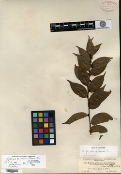 Xylosma quichense var. subalpinum image