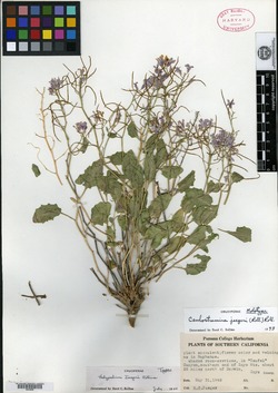 Thelypodium jaegeri image