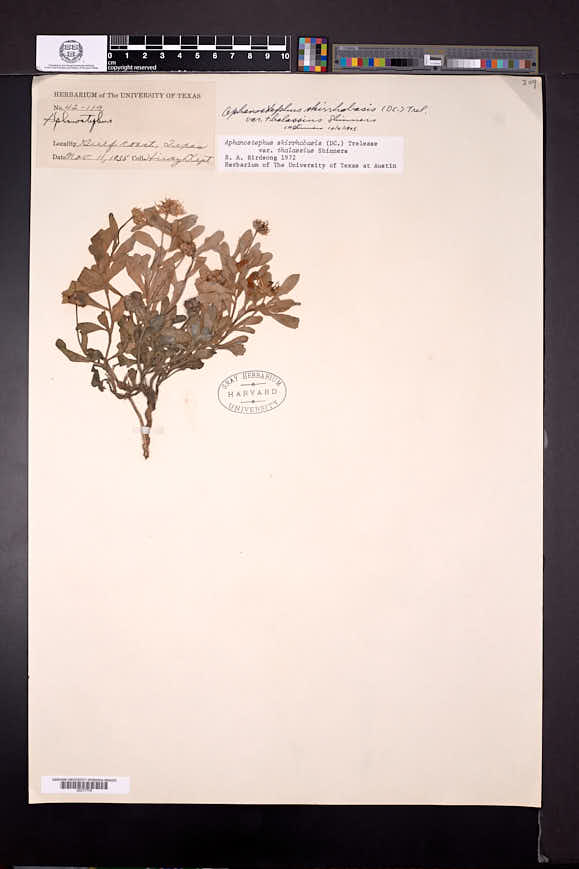 Aphanostephus skirrhobasis var. thalassius image