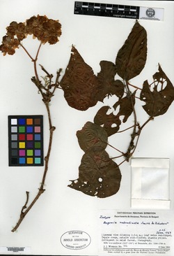 Begonia rubrotincta image
