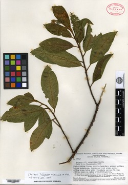 Solanum nuricum image