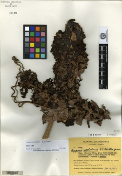 Cionosicyos macranthus image