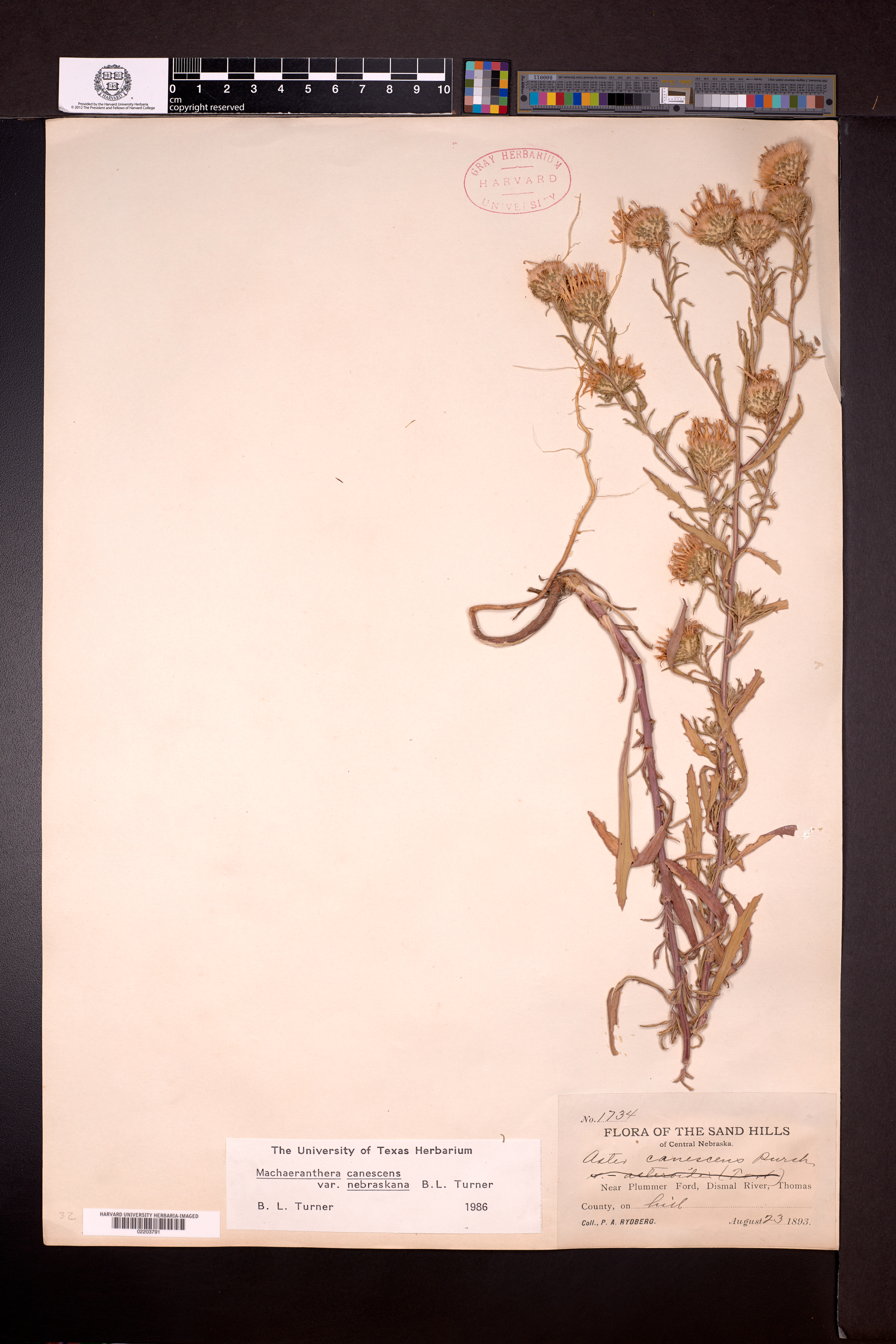 Dieteria canescens var. nebraskana image