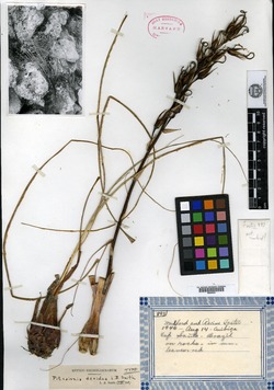 Pitcairnia halophila image