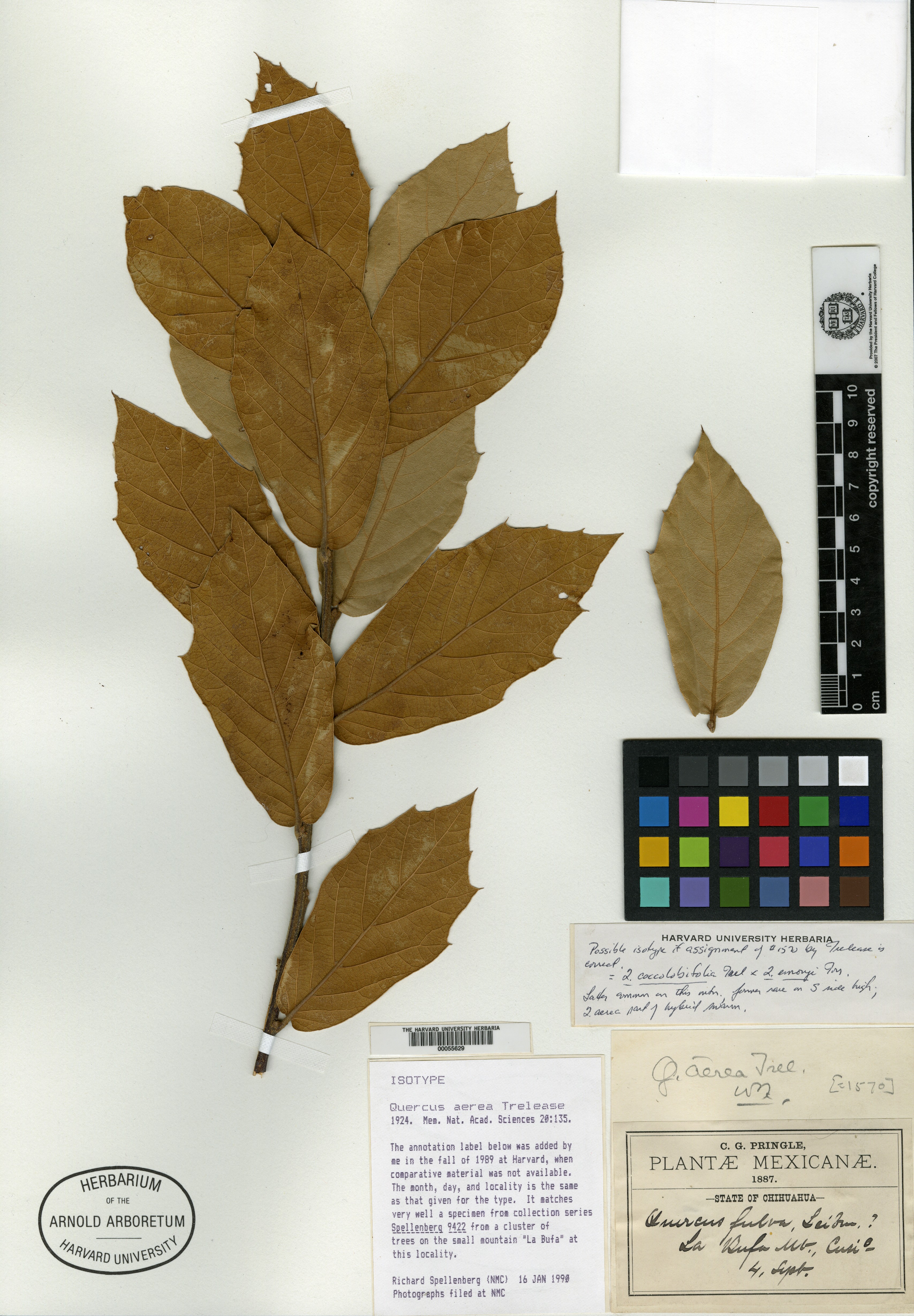 Quercus aerea image
