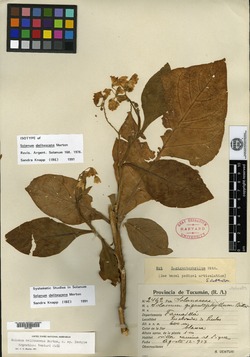 Solanum delitescens image