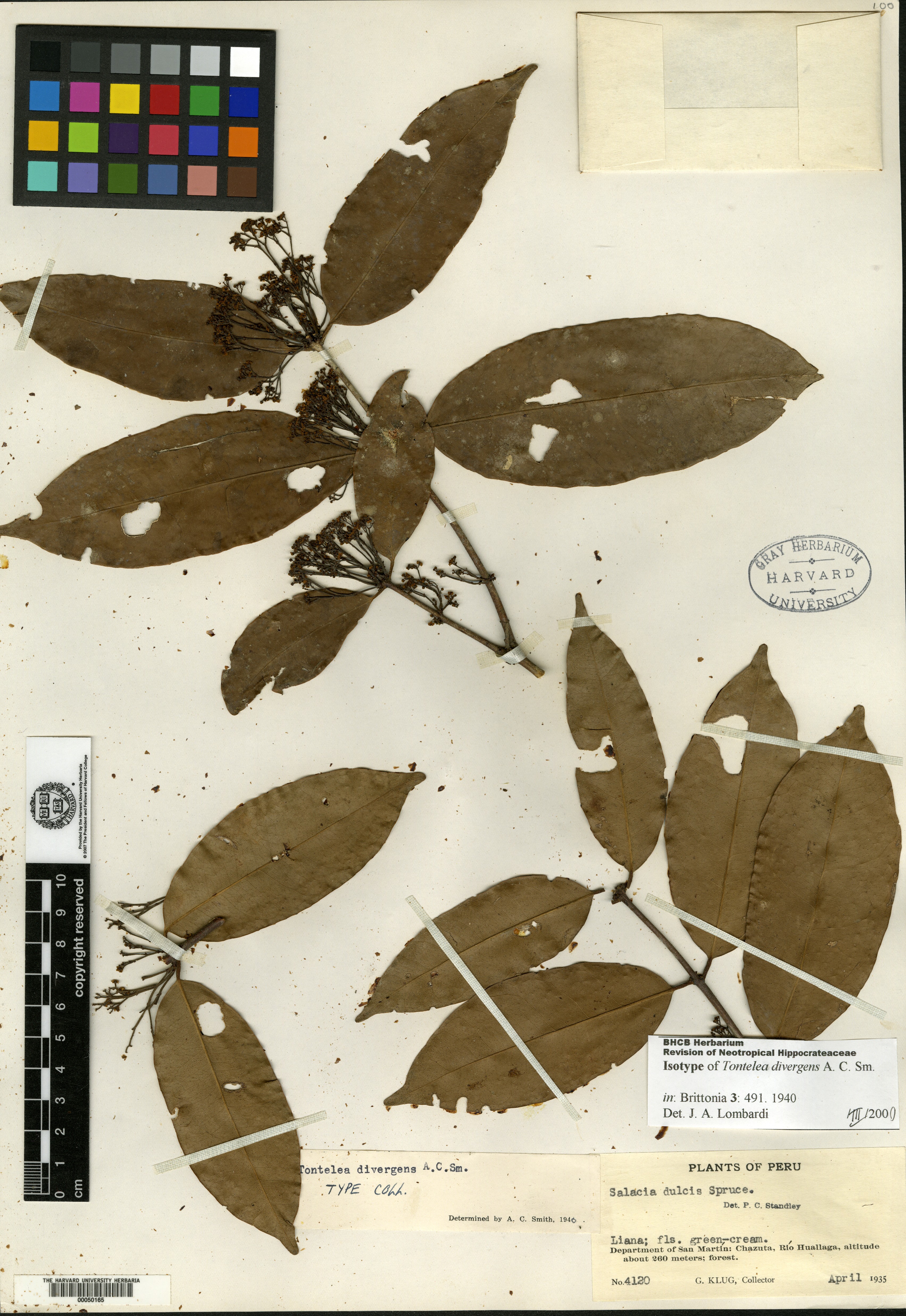 Actinodontium sprucei image