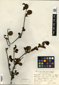 Doerpfeldia cubensis image