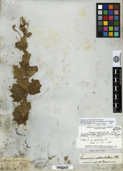 Roldana reticulata image