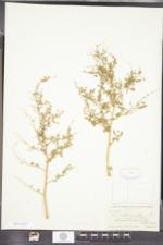 Chenopodium macrocalycium image