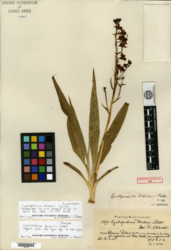 Cyrtopodium dusenii image