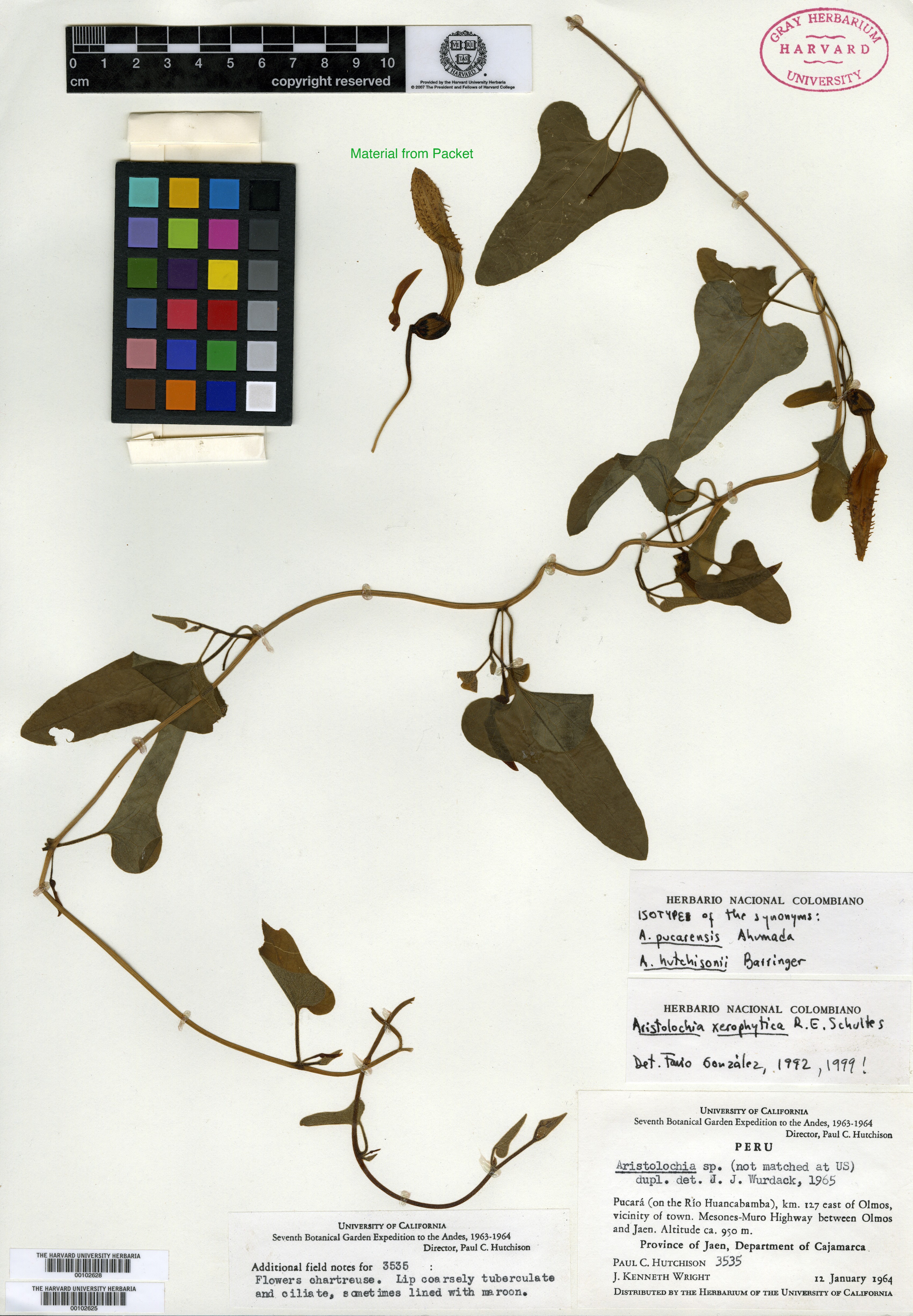 Aristolochia pucarensis image